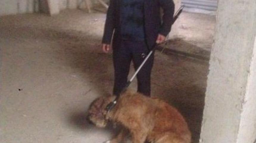 Yaralı Sokak K&ouml;peği Tedavi Altına Alındı