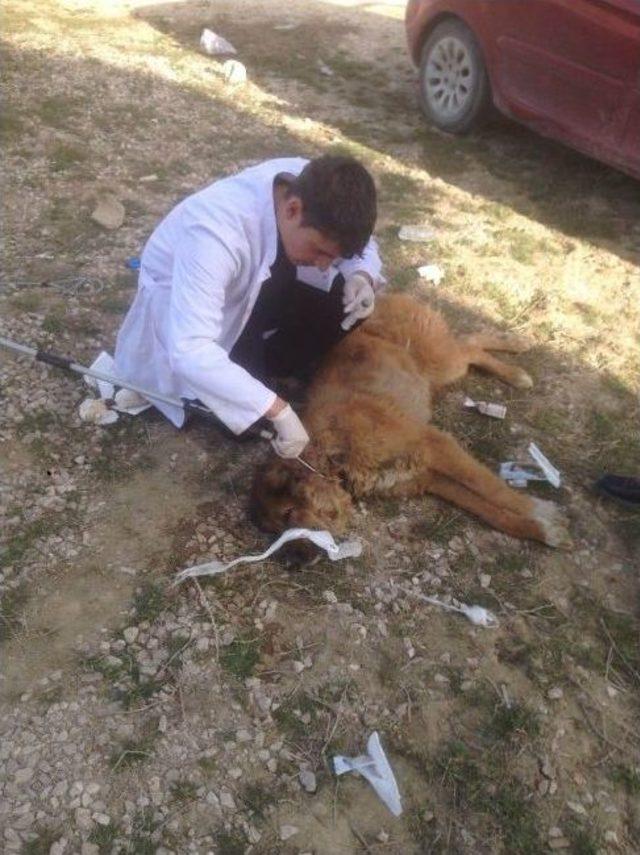 Yaralı Sokak Köpeği Tedavi Altına Alındı