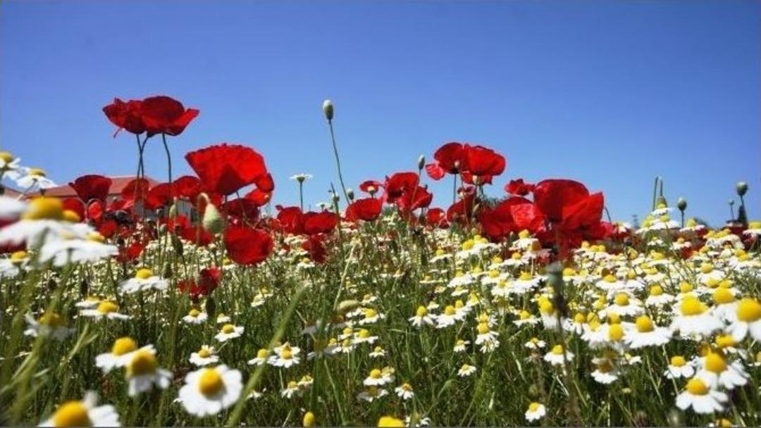 Sarıg&ouml;l&rsquo;de Kartpostallık Manzara