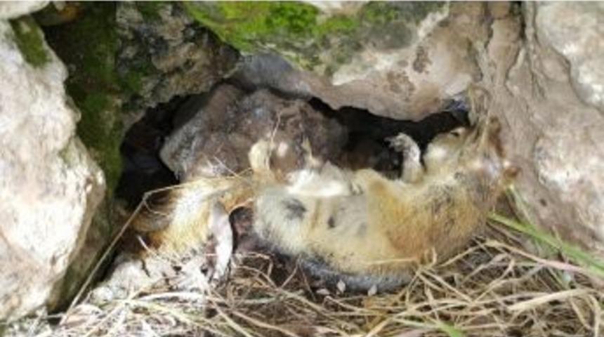 &Ouml;l&uuml; Gibi Uyuyan Sincap Objektiflere Yakalandı