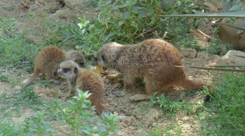 (&ouml;zel Haber) Yavru Mirketler Hayvanat Bah&ccedil;esinin Yeni G&ouml;zdesi