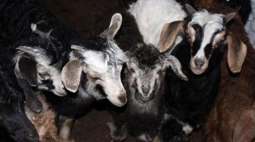 Hırsızlar Ke&ccedil;ileri &Ccedil;aldı, Yavrularını Bıraktı