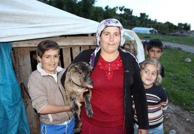 Hırsızlar Keçileri Çaldı, Yavrularını Bıraktı