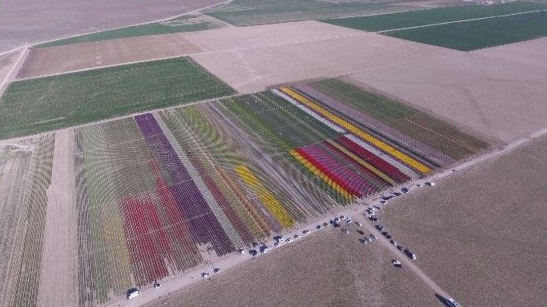 Lale Tarlası Adeta Dev Bir G&ouml;kkuşağını Andırdı