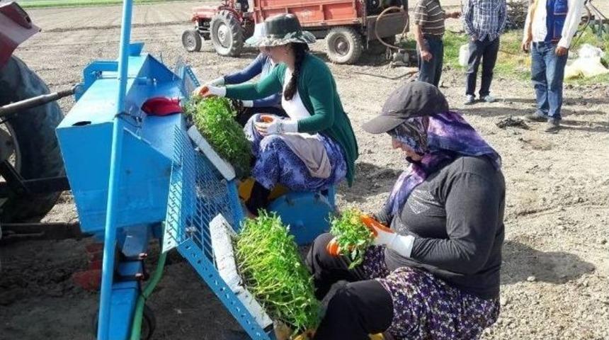 Aydın&rsquo;da Domates Fideleri Toprakla Buluştu