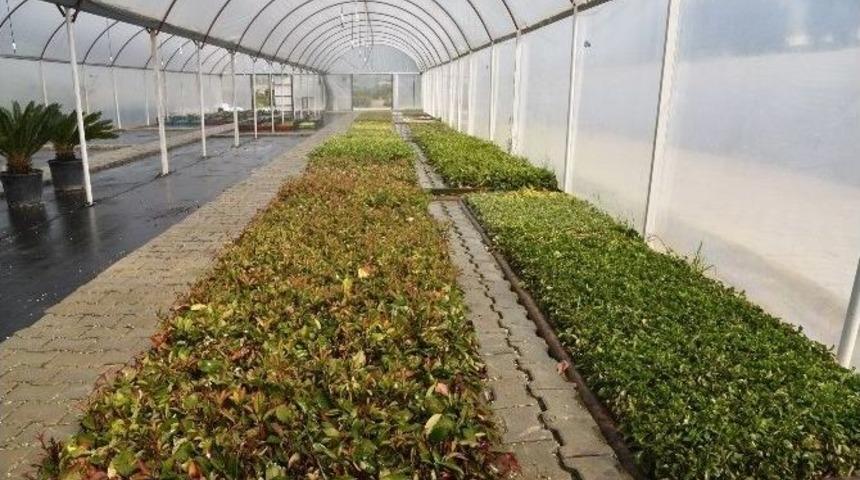 Yunusemre Rengarenk Olacak