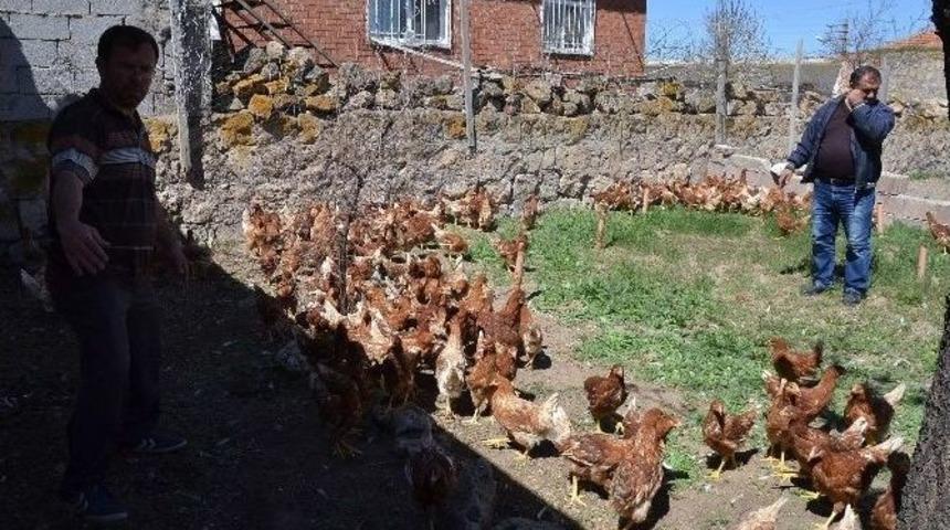 Nevşehir Ziraat Odası &Ccedil;ift&ccedil;ilere Tavuk Ve Civciv Dağıttı