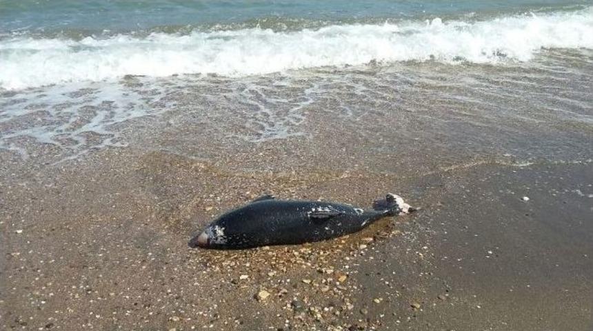 Yunus Ve Buzağı Sahile Vurdu