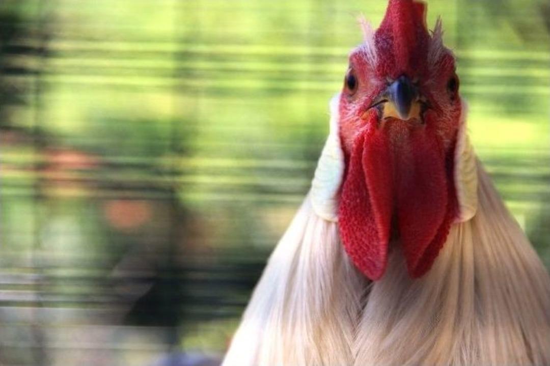 Cins Horozlar G&ouml;r&uuml;c&uuml;ye &Ccedil;ıktı