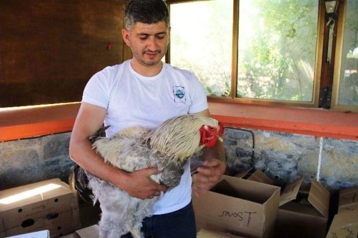 Cins Horozlar Görücüye Çıktı G1