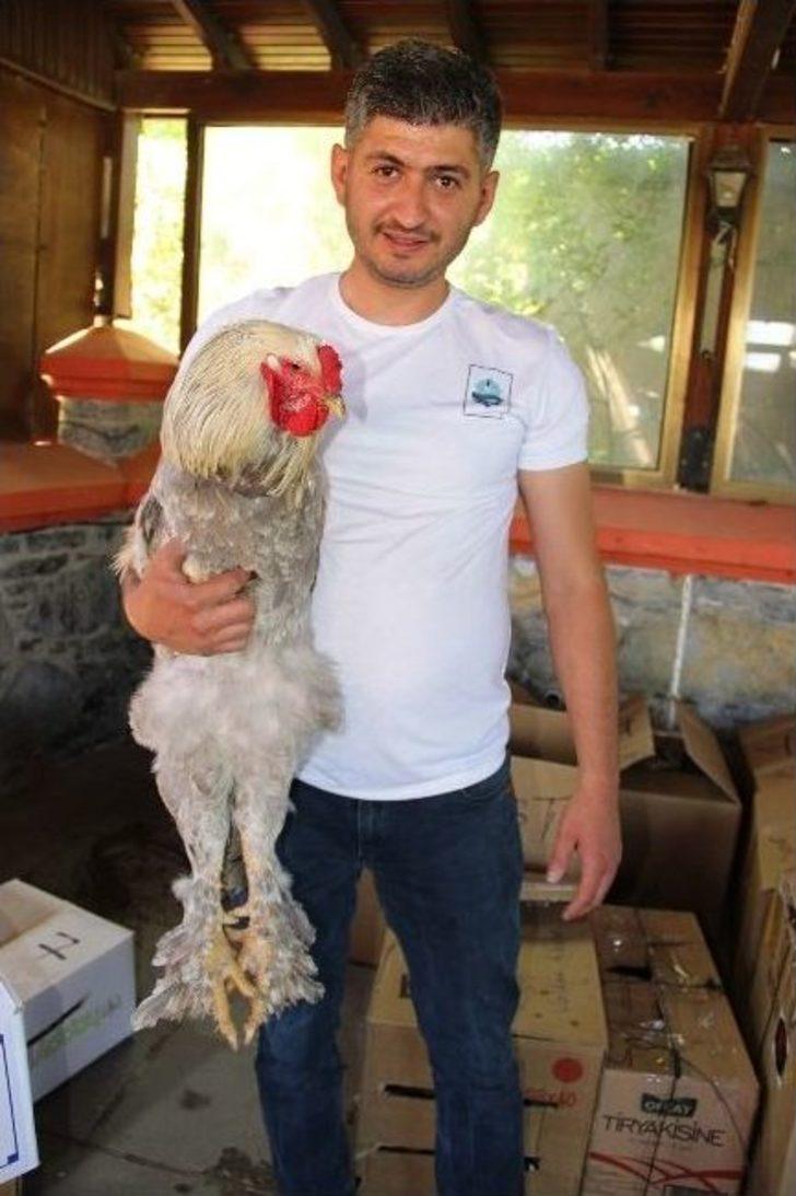 Cins Horozlar Görücüye Çıktı G2