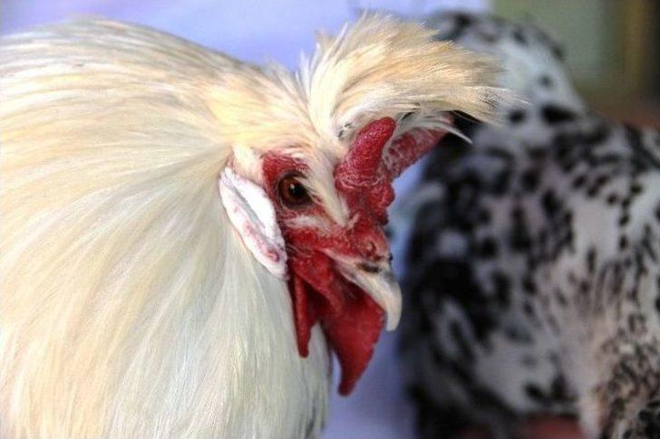 Cins Horozlar Görücüye Çıktı G3