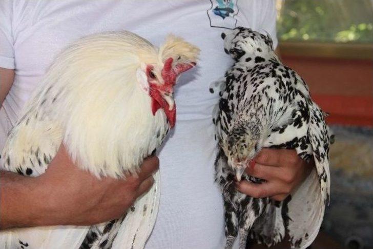 Cins Horozlar Görücüye Çıktı G4