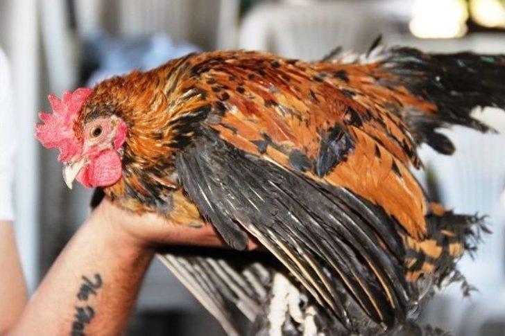 Cins Horozlar Görücüye Çıktı G5