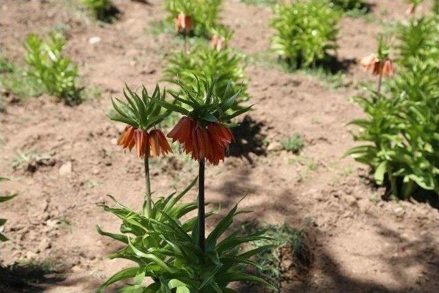 Denizli’de 8.ters Lale Şenliği Kutlandı