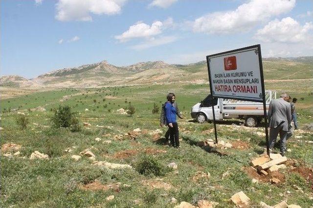 Mardin’de “basın Hatıra Ormanı” Kuruldu