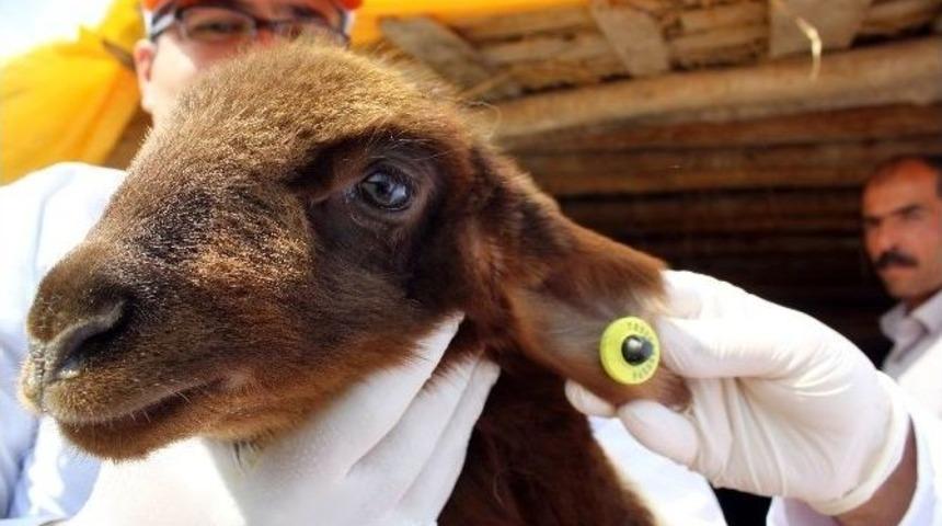 Ke&ccedil;i Ve Koyunlara &lsquo;&ccedil;ip&rsquo; Takılıyor