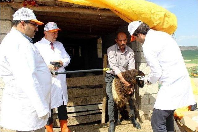 Keçi Ve Koyunlara ‘çip’ Takılıyor