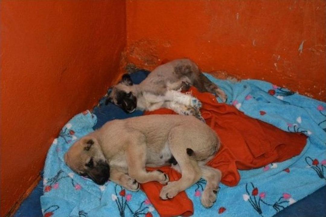 Diyarbakır&rsquo;dan Sevk Edilen K&ouml;pekler Tedavi Altına Alındı