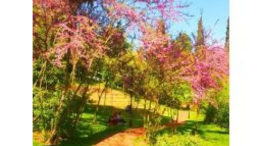 Osman Hamdi Bey Koruluğu Dolup Taşıyor