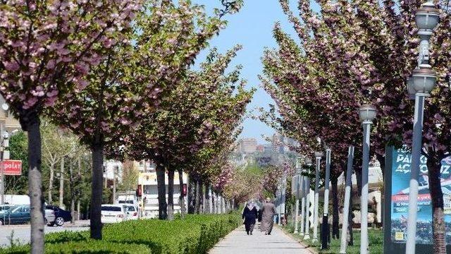 Konya’da Rengarenk Sakuralar Baharı Yaşatıyor