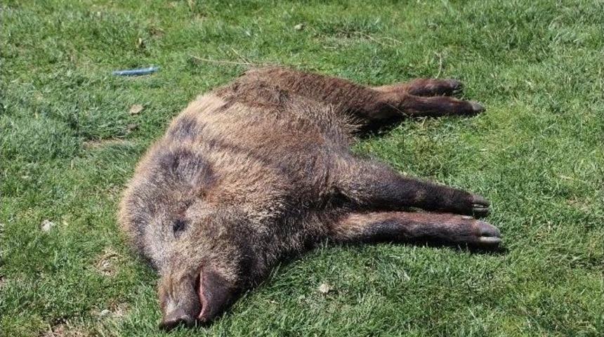 Yaralı Yaban Domuzu Koruma Altına Alındı