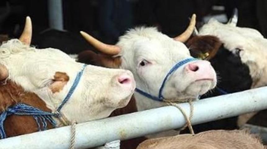 Şarbon hastalığı nedir, nasıl nereden bulaşır? (Şarbon hastalığı belirtileri)