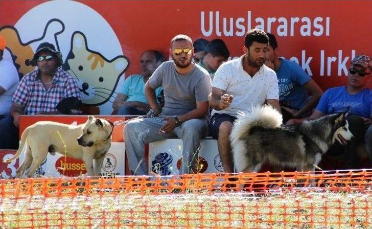 Av Köpekleri Birincilik İçin Yarıştı G4