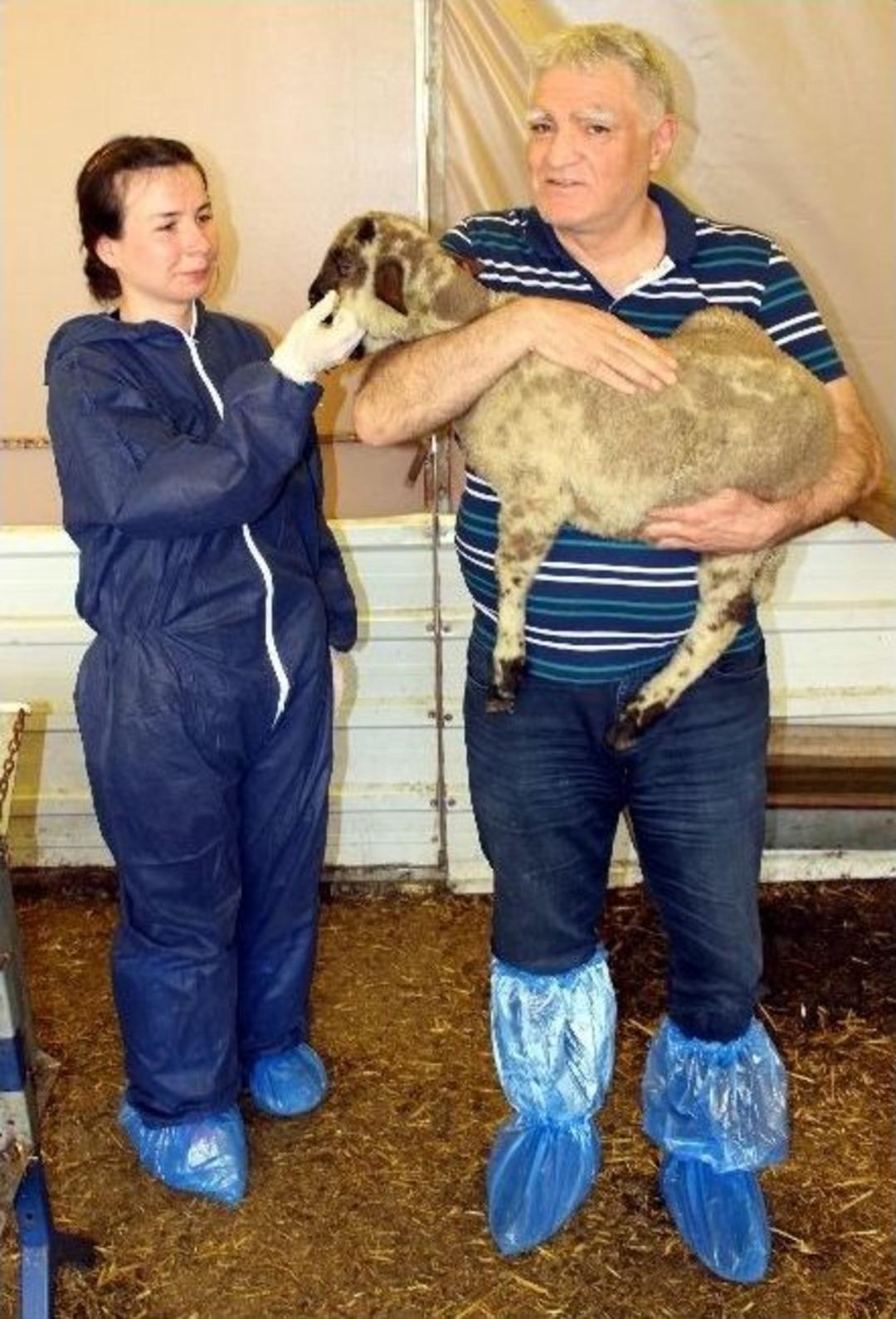 (&ouml;zel Haber) Hayvanların Hayatını Kurtaran Uygulama Bursa&rsquo;da Başladı