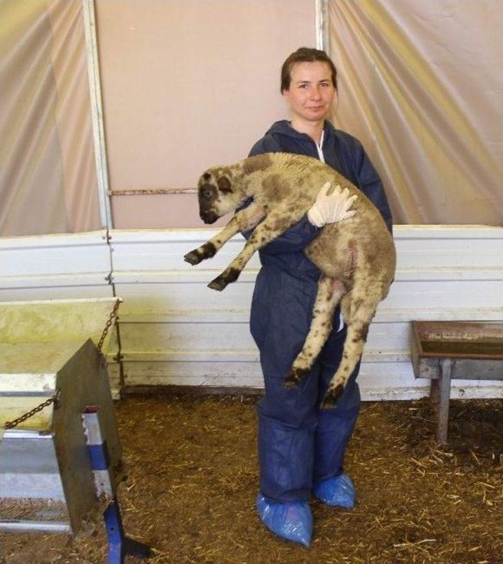 (özel Haber) Hayvanların Hayatını Kurtaran Uygulama Bursa’da Başladı G1