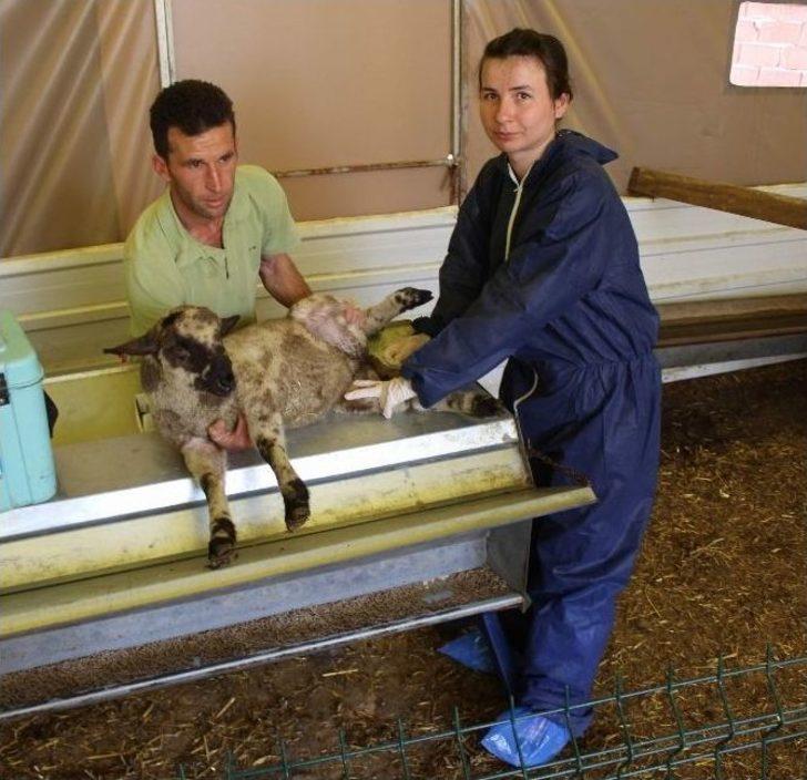 (özel Haber) Hayvanların Hayatını Kurtaran Uygulama Bursa’da Başladı G2