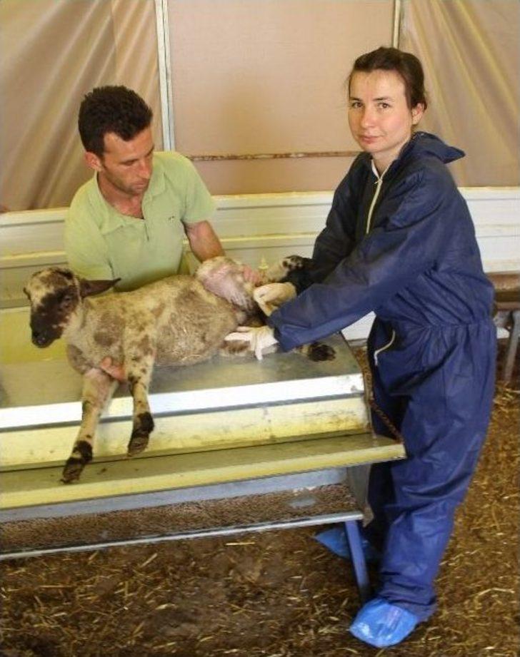 (özel Haber) Hayvanların Hayatını Kurtaran Uygulama Bursa’da Başladı G3