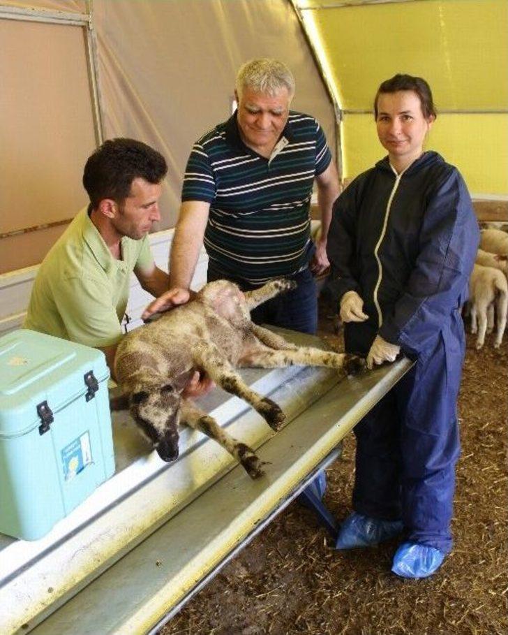 (özel Haber) Hayvanların Hayatını Kurtaran Uygulama Bursa’da Başladı G4