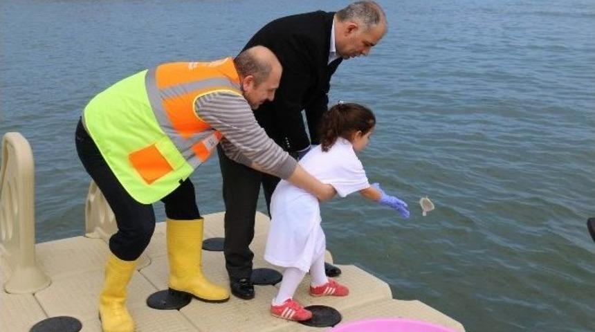 18 Yılda Yaklaşık 50 Bin Yavru Kalkan Denizle Buluştu