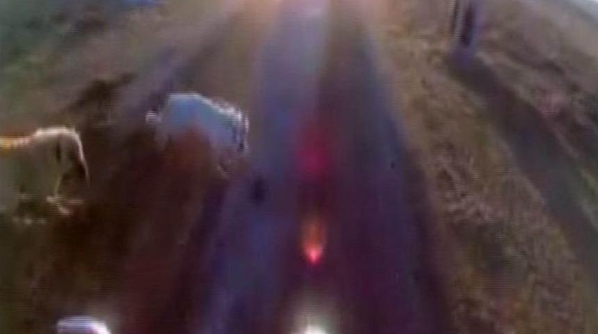 (&ouml;zel Haber) Saldırgan K&ouml;pekler Motosiklet&ccedil;iyi B&ouml;yle D&uuml;ş&uuml;rd&uuml;