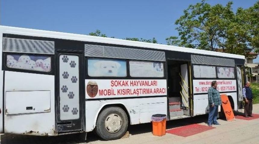 İznik’te Sokak Köpekleri Kısırlaştırılıyor