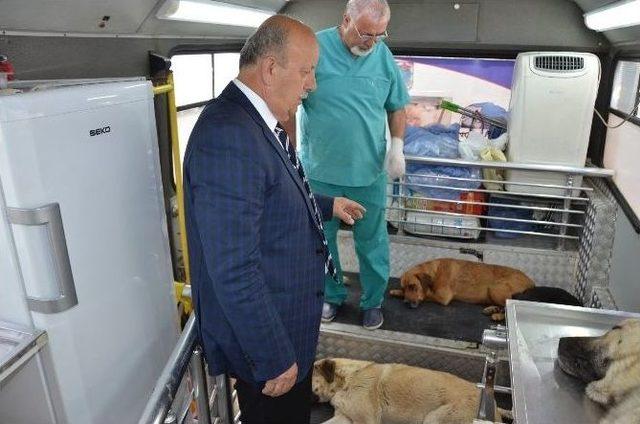 İznik’te Sokak Köpekleri Kısırlaştırılıyor