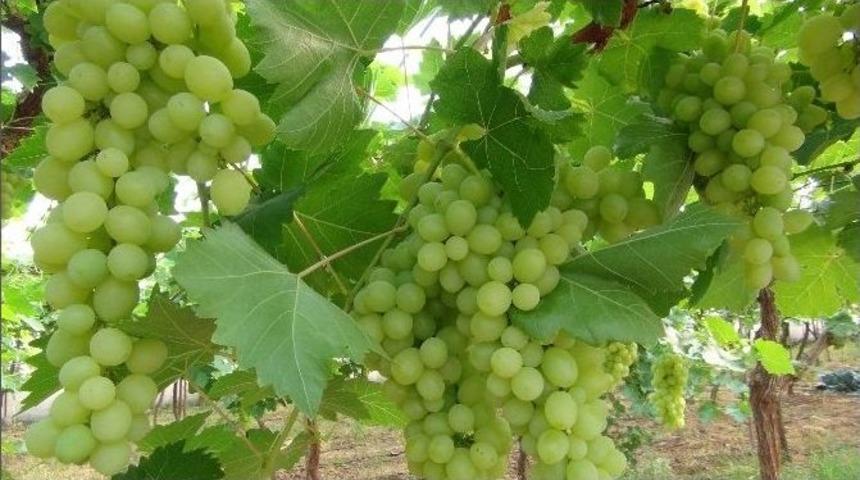 &Uuml;z&uuml;m Hasadı Mersin&rsquo;de Başladı