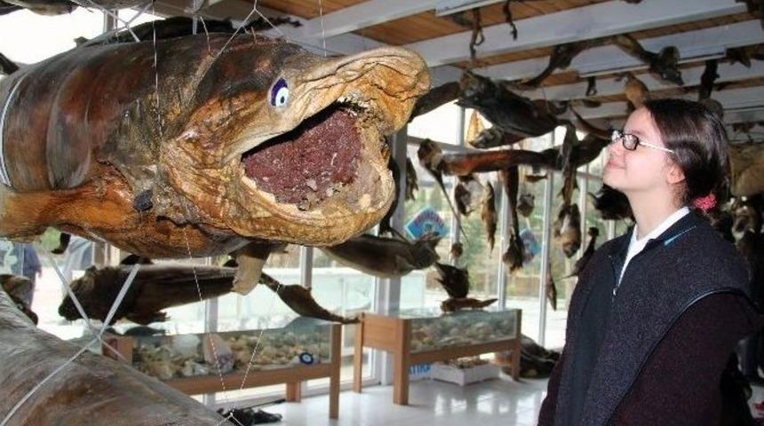 Eti Şifalık, İskeleti M&uuml;zelik Oldu