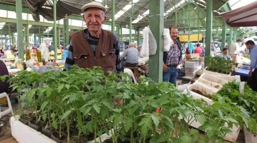 Burhaniye&rsquo;de Sırık Domatesi İlgi G&ouml;rd&uuml;
