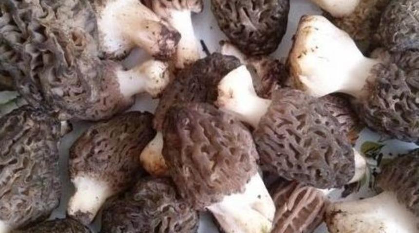 Beyşehir&rsquo;de &ldquo;kuzug&ouml;beği&rdquo; Hasadı Başladı