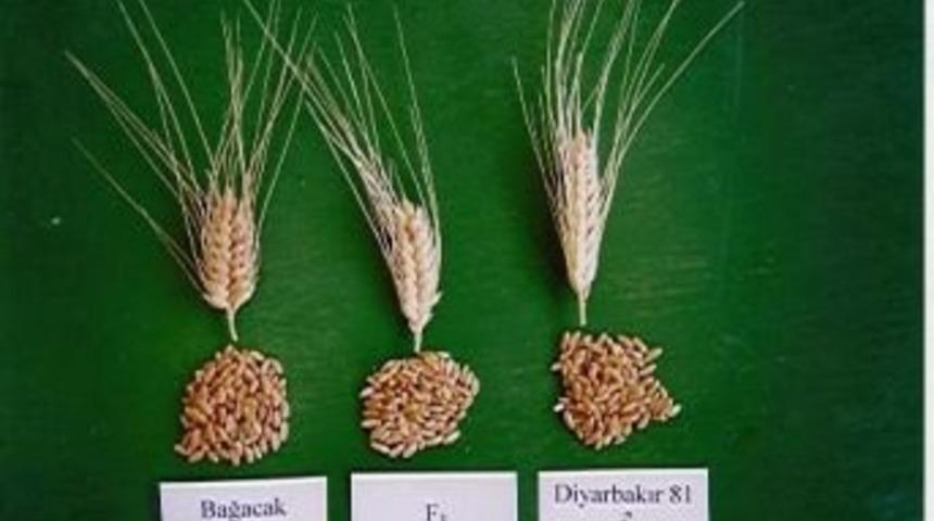 D&uuml; Ziraat Fak&uuml;ltesi&rsquo;nde 2 Yeni Tohum &Ccedil;eşidi Daha Geliştirildi