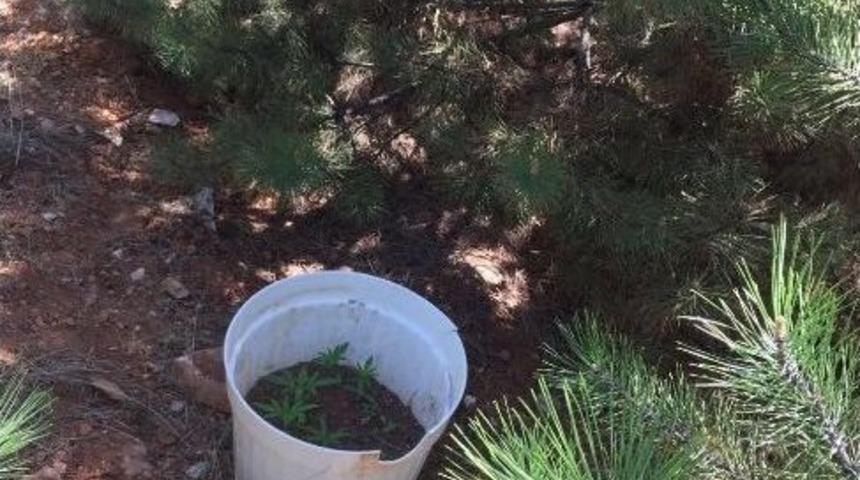 Kervansaray Dağında Uyuşturucu Operasyonu