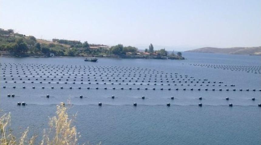 Marmara Denizi&rsquo;nde Midye &Ccedil;iftliği Tehlikesi