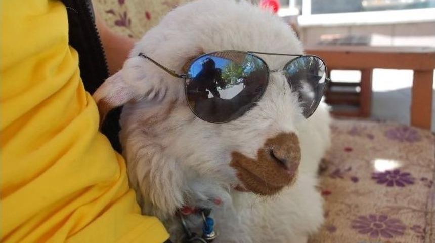 Böyle Kuzu Görülmedi