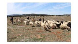 Kayıp Koyunları Jandarma Buldu