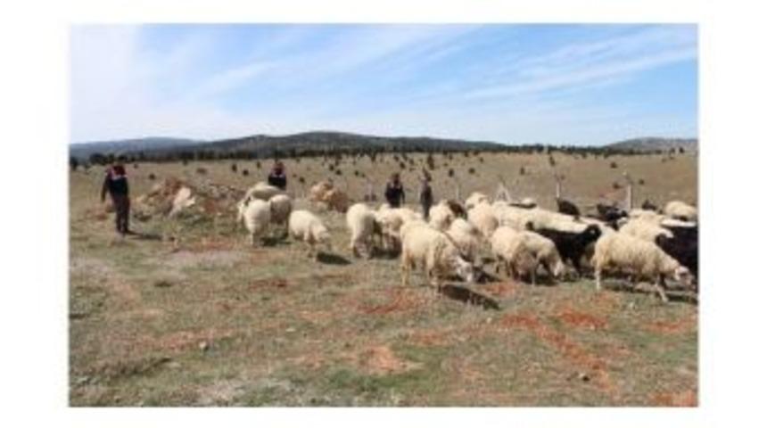 Kayıp Koyunları Jandarma Buldu