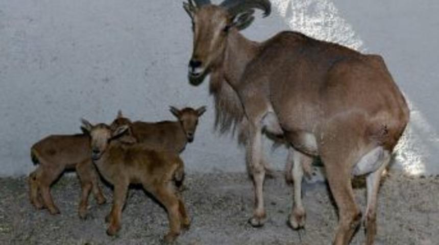 Afrika Yeleli Koyun &Uuml;&ccedil;&uuml;z Yavruladı