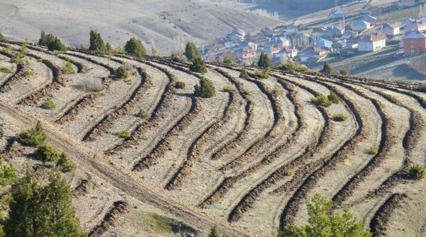 Akdağmadeni Orman İşletme Bu Yıl Bir Milyon Fidan Dikecek