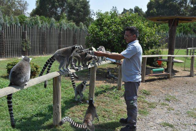 Aslanlara, kaplanlara, fillere çocukları gibi bakıyorlar